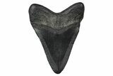 Fossil Megalodon Tooth - South Carolina #374758-1
